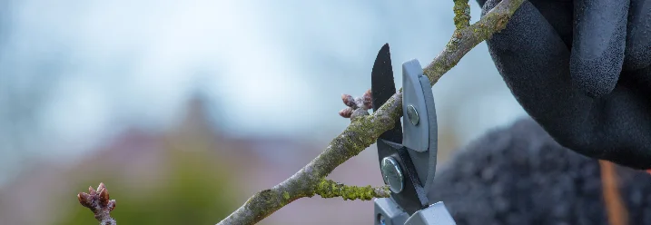 Person schneidet Ast mit Gartenschere